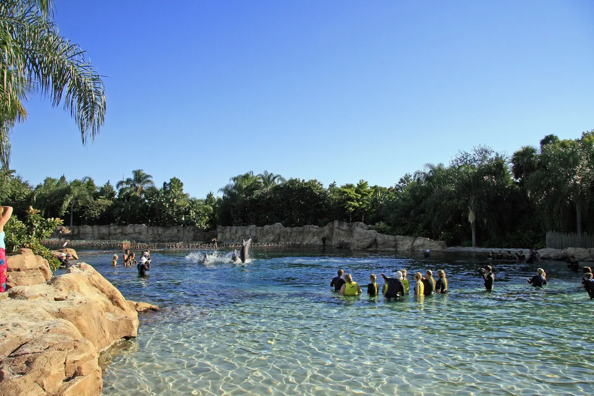 Guests with trainers standing in the turquoise Dolphin Lagoon at Discovery Cove, ringed by palms