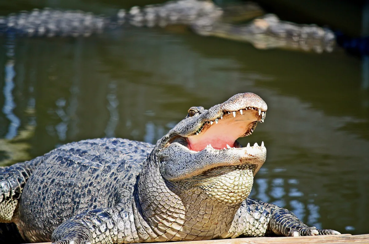 An American alligator basking with its jaws open on a wooden ledge at Gatorland