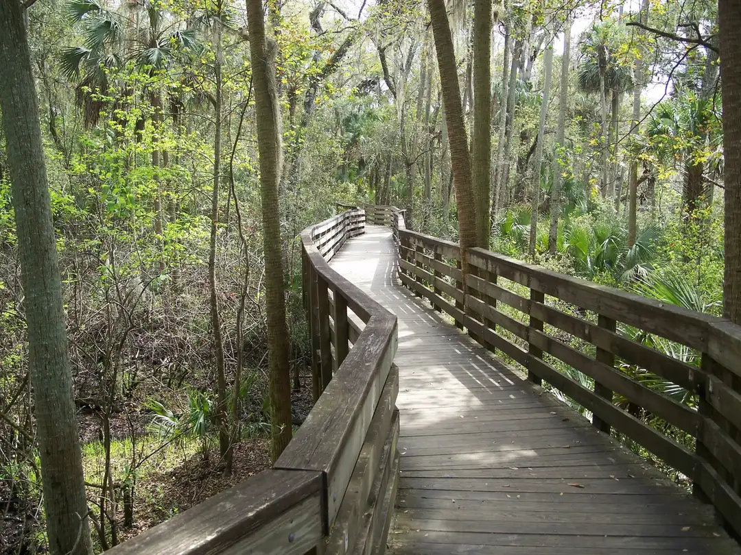 The wooden boardwalk winding through a shady palm and oak hammock at Blue Spring State Park