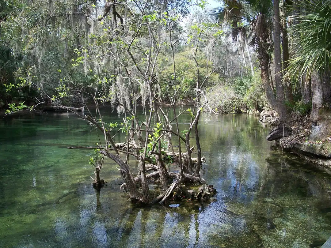 The clear Blue Spring run flowing between palms and moss-draped trees at Blue Spring State Park
