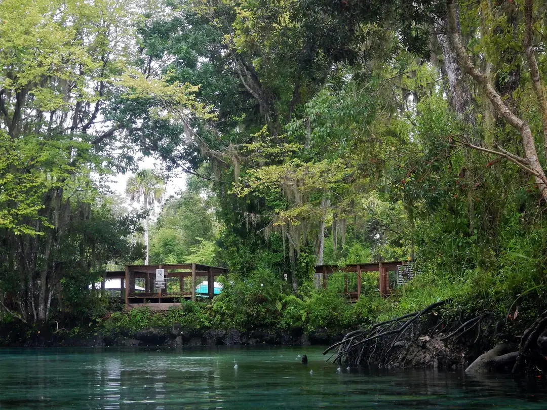 Clear spring water before moss-draped trees and a wooden boardwalk at Three Sisters Springs