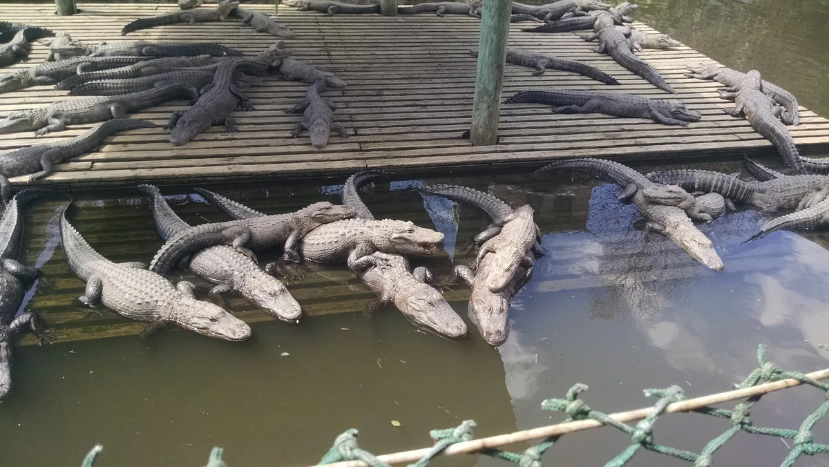 Dozens of alligators piled on wooden docks and in the water of Gatorland's alligator lagoon