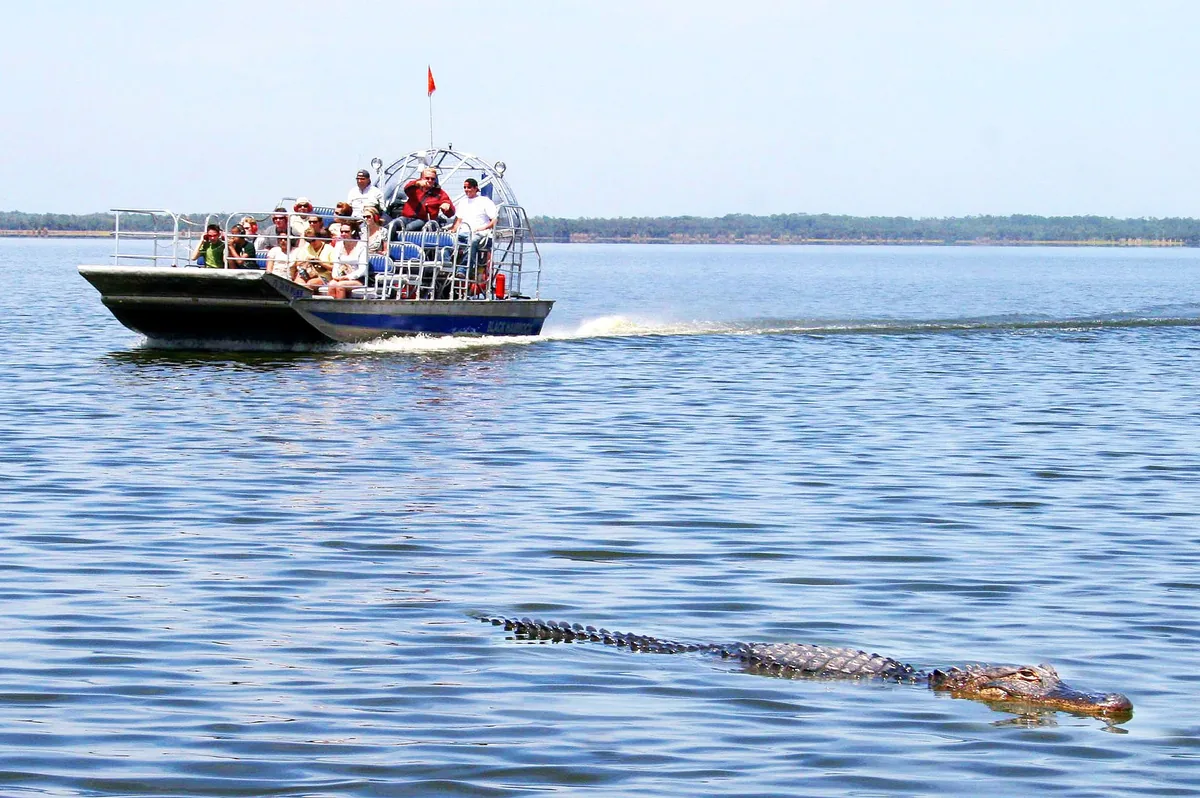 Passenger airboat speeding across a lake near Orlando as an alligator swims in the foreground