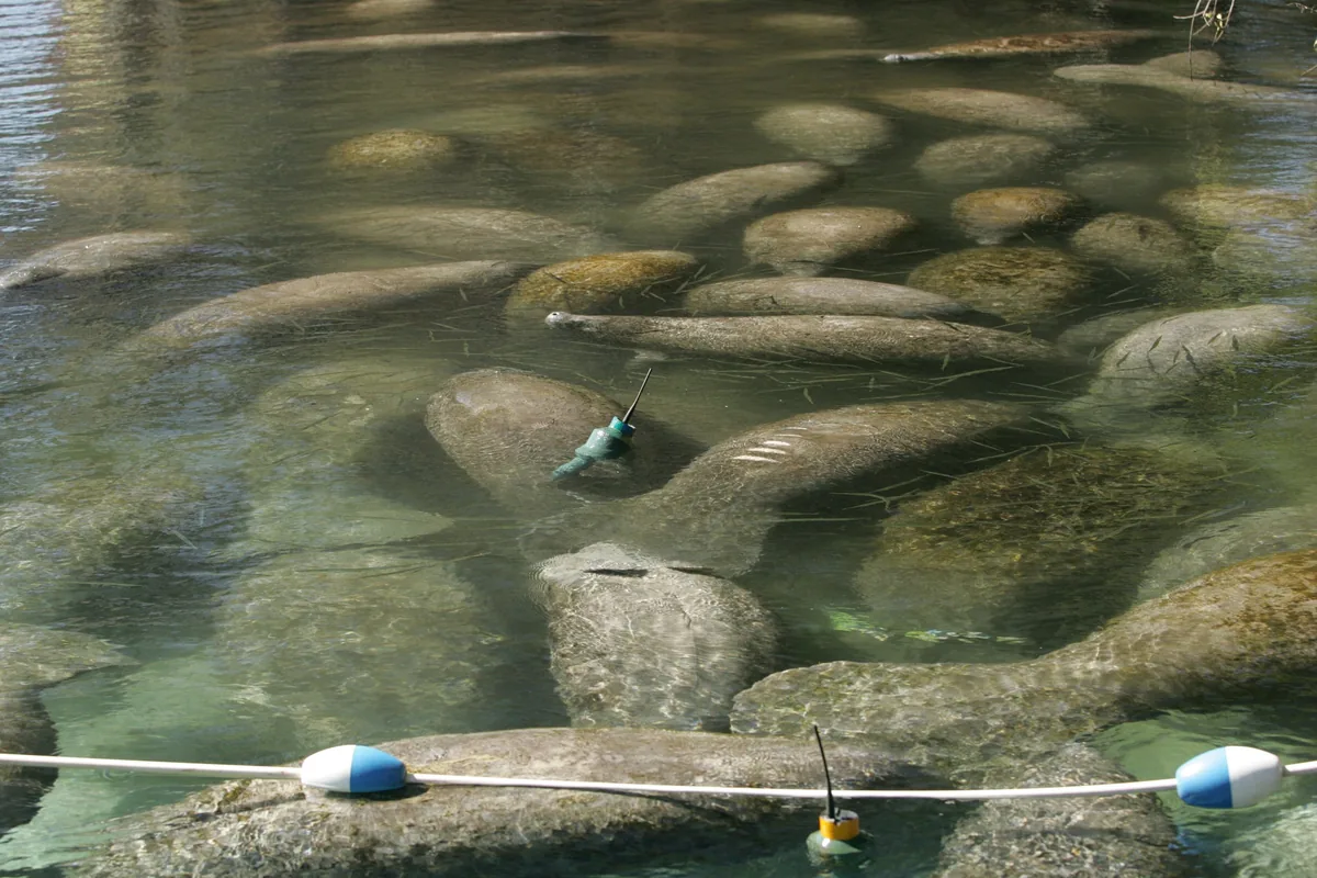 Dozens of manatees gathered in clear shallow water behind a buoy line at Crystal River