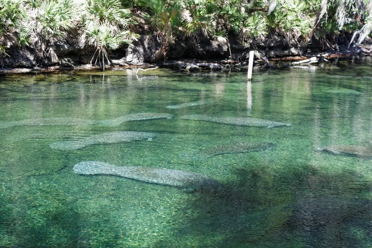 Manatees resting in the clear blue-green spring run at Blue Spring State Park