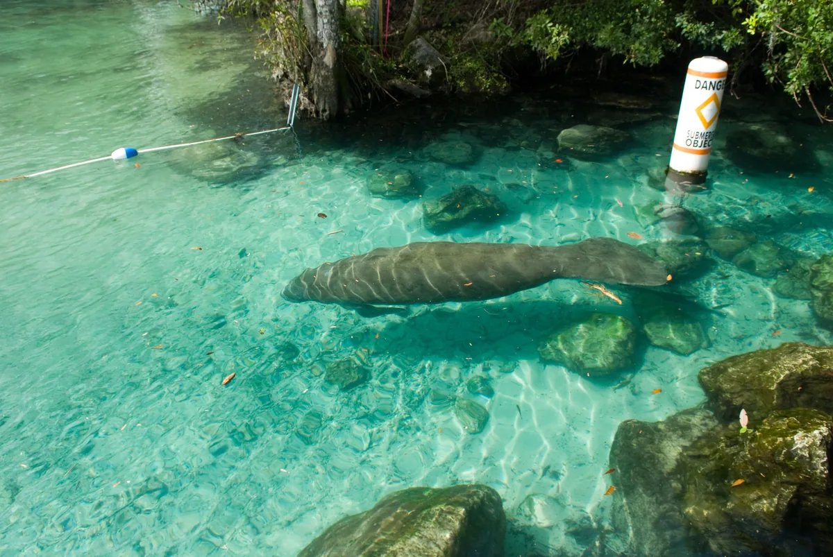A manatee gliding through turquoise water at Three Sisters Springs in Crystal River